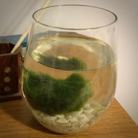 Marimo Ball