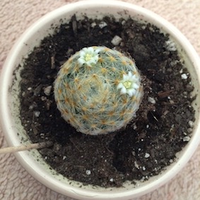 Cactus