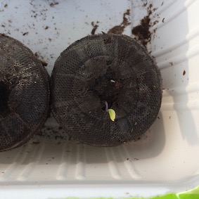 Soil Pellets