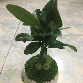 Fruit Plant