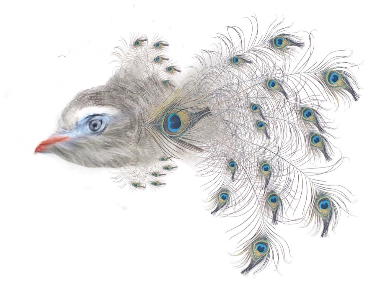 fish illustration